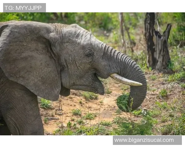 《激情四溢的水中争锋：游泳比赛中的突破与拼搏》